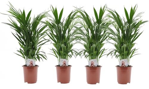 Plant in a Box - Dypsis Lutescens - Areca Goldfruchtpalme - 4er Set - Zimmerpflanzen - Goldfruchtpalmen - Luftreinigende palmen - Topf 17cm - Höhe 60-70cm