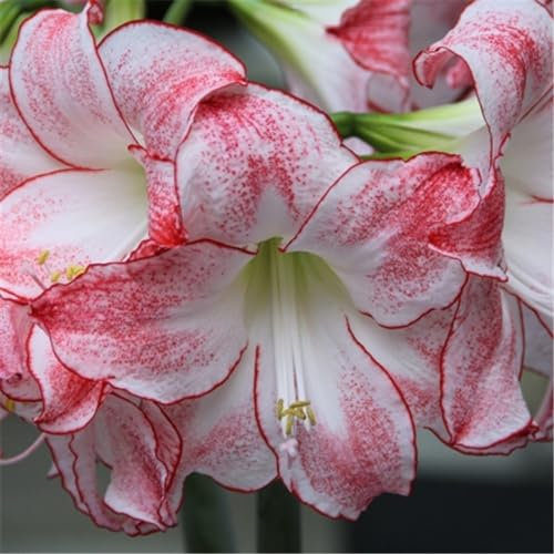 Amaryllis zwiebeln mehrjährig winterhart mix - Amaryllis pflanze mehrjährig winterhart - Amaryllis zwiebel zimmerpflanzen-1zwiebeln-E