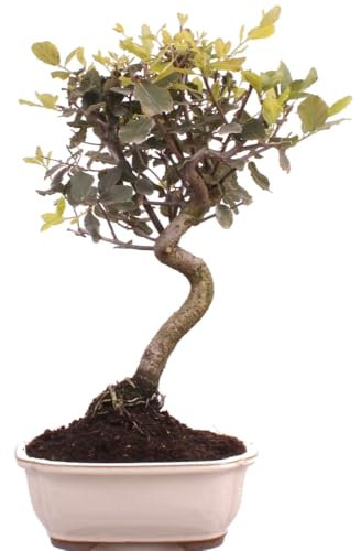 Bonsai - Quercus suber, Korkeiche 225/62