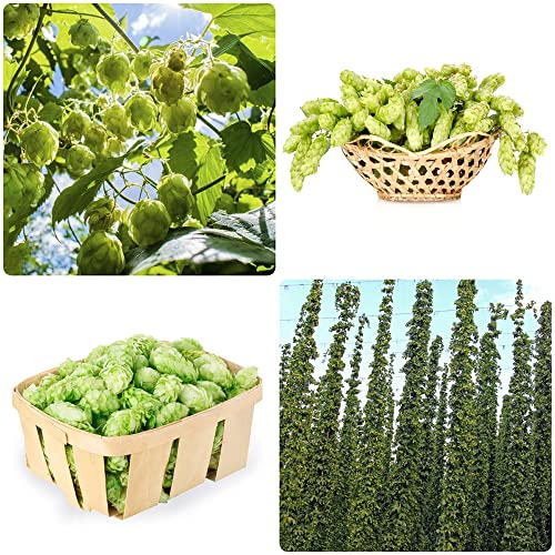 hopfenpflanzen winterhart kaufen - hopfen samen - hopfenblüten Seltene Pflanzen serie - bienenweide saatgut mehrjährig zimmergewächshaus anzucht kräuter pflanzen blumensamen 600 Stück