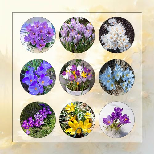 15 Pcs Krokus Zwiebeln, Safran Zwiebeln, Blumen Zwiebeln, Minigarten Krokusse Zwiebeln - Crocus Sativus - Geschenke Für Gartenfreunde, Wildflower Summer Blumenzwiebeln Mehrjährig Winterhart