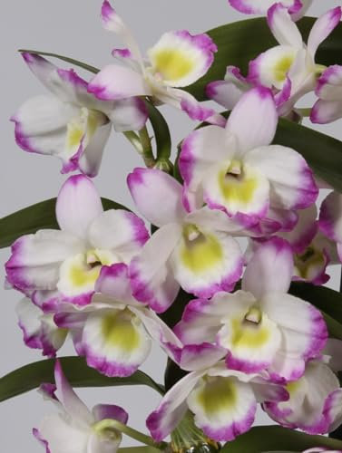 Pink Dendrobium Orchid Irene Smile Plant Orchids in 12 cm Pot 55 cm Height