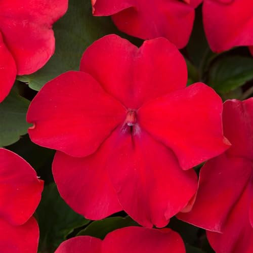 Perfect Plants - Busy Lizzie Plants Red- 6 Pack Bedding Plants - Garden Ready Plants Impatiens