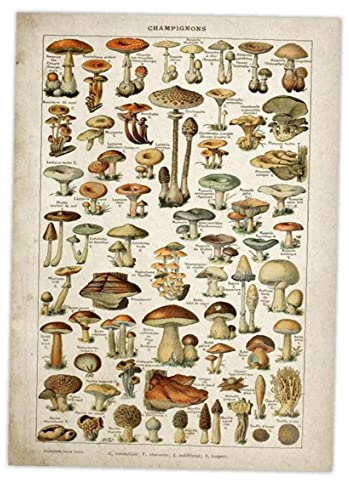 Froiny Vintage Poster Antike Blumendruck Kunst Botanical Educational Poster Pilz Wandkunst Home Decor