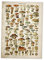 Froiny Vintage Poster Antike Blumendruck Kunst Botanical Educational Poster Pilz Wandkunst Home Decor