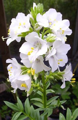 50 Semi - di Jacob Ladder- Bianchi