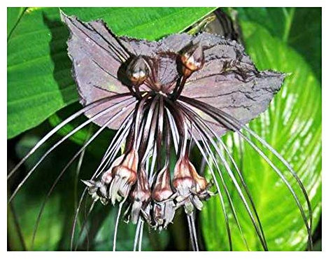 Tacca Chantrieri Black – schwarze Fledermausblume – 5 Samen