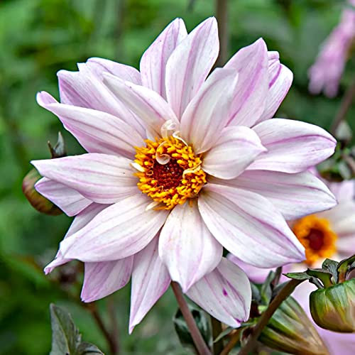 1 x Dahlia Paeonia Flowering - Summer Flowering Bulb Looks Sensational - Perennial - for Your Beautiful Garden (1 x Dahlia Paeonia Flowering Bishop of Leicester)