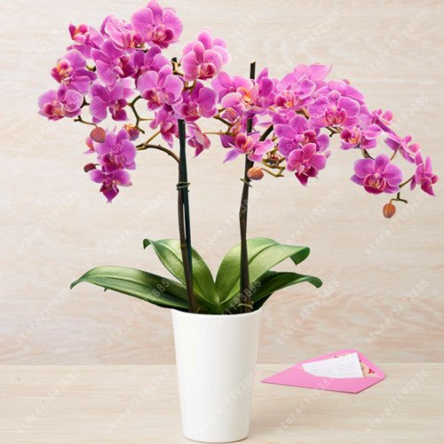 50 pc/sacchetto bonsai fiori semi di orchidee, bella orchidea phalaenopsis fiore qualità delle piante casa giardino di orchidee pentola semi bambini regalo 11