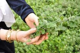 Genipap 100 grani di piante Zaatar vertes