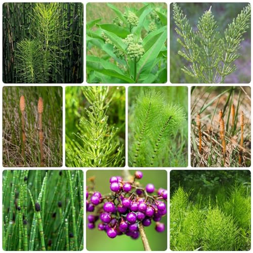 80 Pcs Winterschachtelhalm Pflanze Samen - Equisetum Hyemale - Winterharte Pflanzen Bio Samen Indoor Plants, Wildkräuter Samen Ziergras Teichpflanzen Samen, Pflanzen Züchten