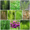 80 Pcs Winterschachtelhalm Pflanze Samen - Equisetum Hyemale - Winterharte Pflanzen Bio Samen Indoor Plants, Wildkräuter Samen Ziergras Teichpflanzen Samen, Pflanzen Züchten