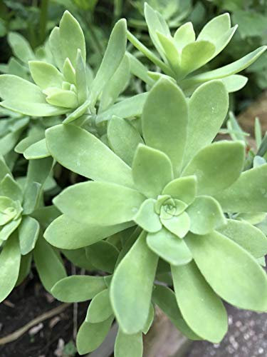 Outdoor-Aeonium-Sukkulente X2