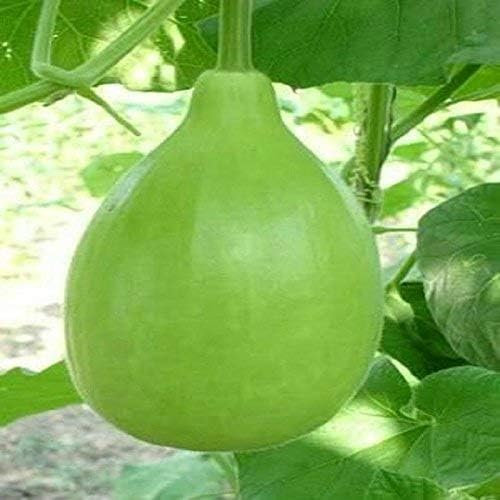 Indian/Asian/Bangladeshi Hybrid Vegetable Seeds/বাংলাদেশী উচ্চফলনশীল হাইব্রিড জাতের বীজ/High Yield Seeds (Bottle Round 5 Seeds)