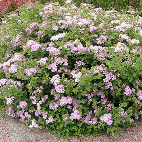 Stauden Gänge 100 x Spiraea japonica 'Little Princess' (Gehölz/Heckenpflanze/Winterhart/Mehrjährig/Bodendecker) Rosa Zwergspiere - Ein Hauch von Romantik für Ihren Garten - Blühende Hecke