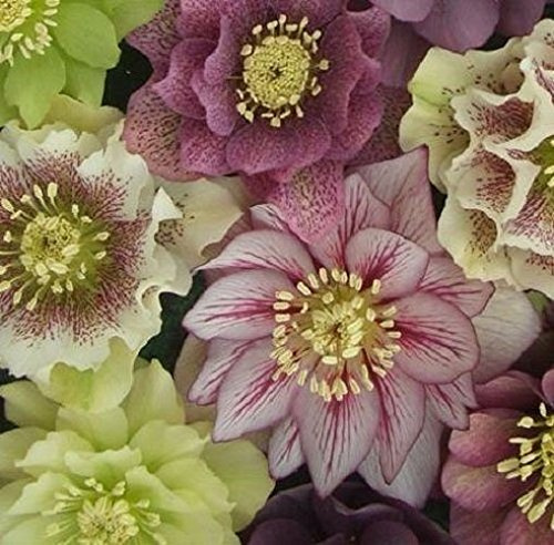 Helleborus 'Double Queen' Mix Christmas Rose Hellebore (Sent in a 9cm Pot)