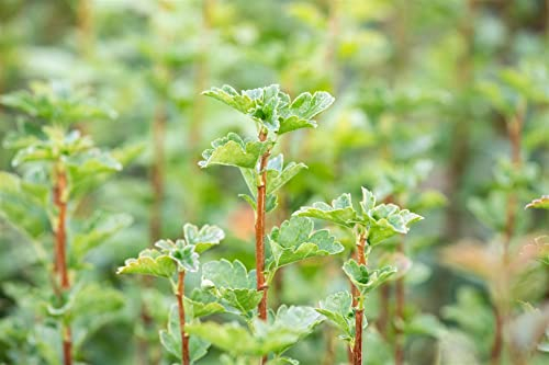 Ribes alpinum 'Schmidt' 40-60 cm - Alpen-Johannisbeere, grüne Blüten, Blütezeit April-Mai, ideal für Hecken, pflegeleicht und winterhart