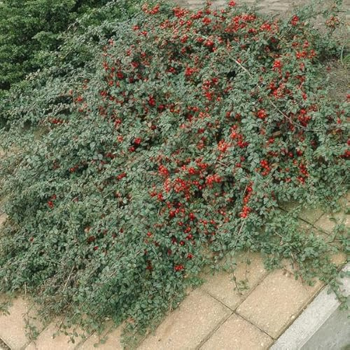 Teppich-Zwergmispel Cotoneaster dammeri – 12 Pflanzen – 10-25cm – Ø9cm – Bodendecker – Blühend & pflegeleicht – Sonne & Schatten