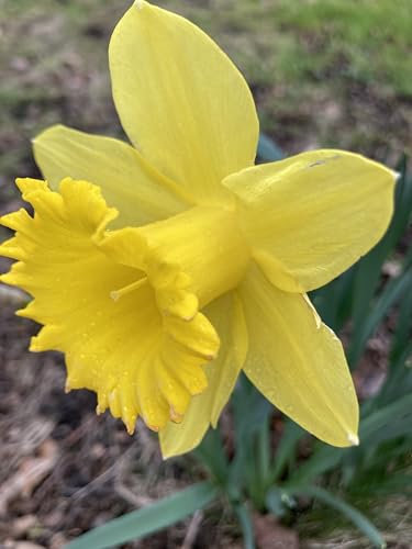 30 Bulbs of Daffodil (Yellow Trumpet) Includes Postage