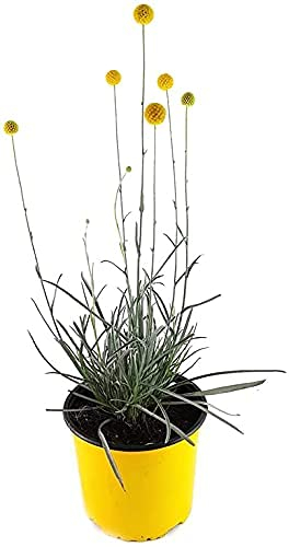 Fangblatt - Craspedia globosa Golf Beauty - Golfballgras blühend - Ziergras - im Ø 13 cm Topf - Trockenblume