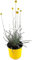 Fangblatt - Craspedia globosa Golf Beauty - Golfballgras blühend - Ziergras - im Ø 13 cm Topf - Trockenblume