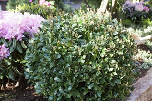 Kirschlorbeer 'Mano' - Prunus laurocerasus, immergrün, winterhart, 60-80cm, Heckenpflanze, pflegeleicht