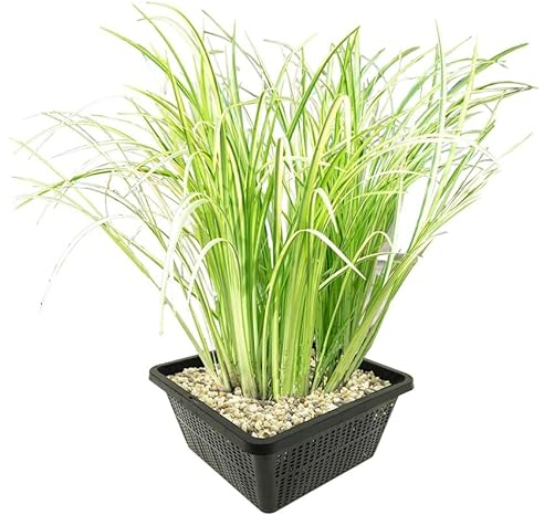 vdvelde.com - Elster Kalmus - 4 Stück - 1 Teichkorb - Acorus Calamus Variegatus - - Wasserpflanze- Ausgewachsene Höhe: 80 cm- Platzierung: -1 bis -20 cm