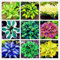 Hosta bulbi,erbacee perenni,Hosta,hosta pianta,Bulbi da fiore resistenti,bulbi belli e sani,Profumati,Rizoma di Hosta, Rizoma hosta,hosta pianta in vaso(Bulbi grandi,senza semi)-6bulbi-C