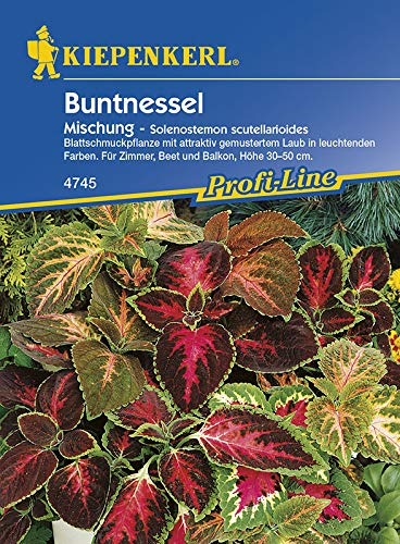 Buntnessel, 'Blumei-Hybride'