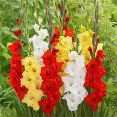 80pieces Mixed Gladiolus Flower Seeds