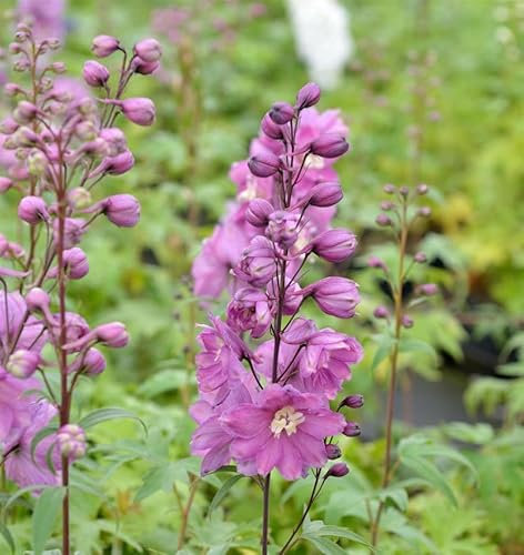Rittersporn New Millennium Sweethearts - Delphinium - lebende Gartenpflanze aus den Baumschulen
