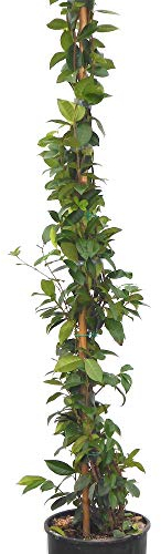 Scented Evergreen Star Jasmine. Large Plants in 7.5 Litre pots Grown by WorldGardenPlants. 60-90m Tall Plants