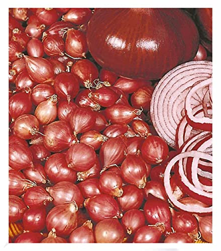 BALDUR Garten Rote Steckzwiebeln Red Baron, 75 Stück, Allium cepa, Pflanzzwiebel, Speisezwiebel, lagerfähige rote Zwiebeln, runde bis plattrunde Sorte,