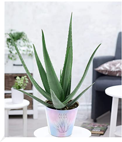 BALDUR Garten XXL Aloe Vera, 55-65 cm hoch, 1 Pflanze, extragroß, Luftreinigende Zimmerpflanze, Gel vielseitig verwendbar, Grünpflanze, mehrjährig - frostfrei halten, Aloe barbadensis