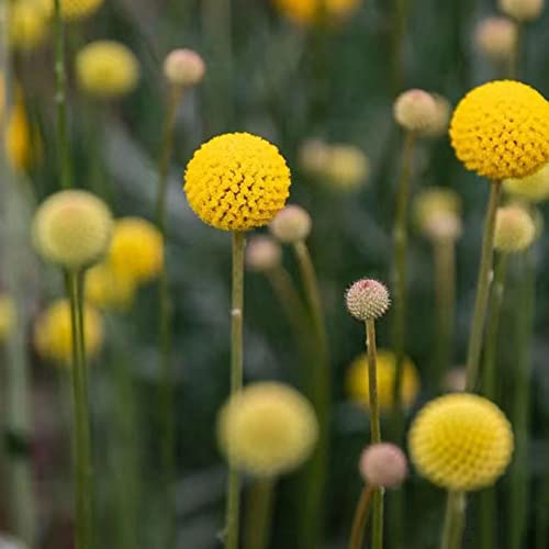 400 Stück samen trommelstöckchen Craspedia Globosa drumstick trommelstock pflanze - Seltene Pflanzen serie - blumen garten balkon garden balkon beet luftreinigende zimmerpflanzen blumensamen