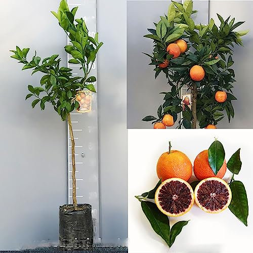 SAVINI VIVAI Pianta di Arancio Albero di Agrumi Arancio Moro in Fitocella Altezza 100-120 cm di 1 Anno di innesto Made Italy