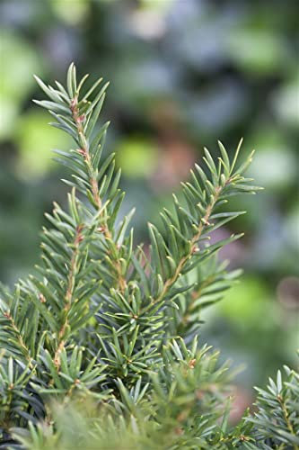 Taxus media 'Kazio' 70-80 cm - Hybrid-Eibe, immergrün, ideal für Hecken und Formgehölze, winterhart, pflegeleicht