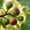 GreenboutiQ - Obstpflanze - Feigenbaum - Ficus caria Little mis Figgy - Rote Frucht - 2 Pflanzen - Topf 15cm Höhe 50cm