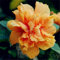 50pcs / bag Hibiscus mutabilis Blumensamen Garden & Home Perennial Topfpflanzen Blumen glücklich Bauernhof Hibiscus Bonsai Samen 4
