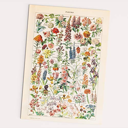 FOLLYGRAPH Fleurs Vintage Poster - Blumen Bild, Adolphe Millot (30x40 cm)