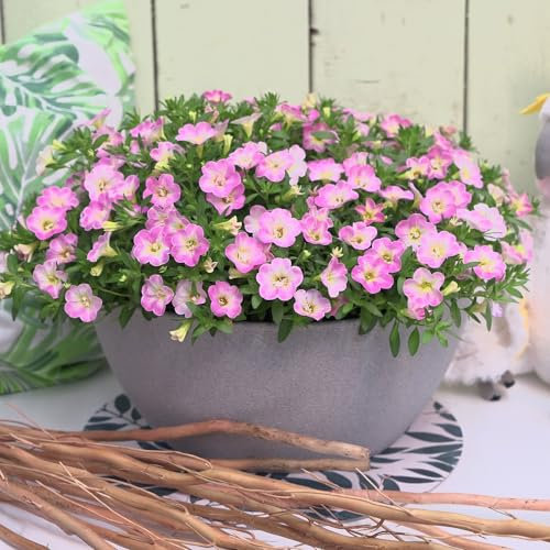 Calibrachoa 'Can-Can Fancy Francy'. Plug Plant x 4. Summer Bedding Flowers for Hanging Baskets. Available from Bedwen Plants