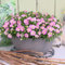 Calibrachoa 'Can-Can Fancy Francy'. Plug Plant x 4. Summer Bedding Flowers for Hanging Baskets. Available from Bedwen Plants