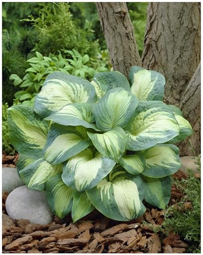 Stauden Gänge 3 x Hosta sieboldiana 'Great Expectations' Funkie, Herzblatt | Winterharter Bodendecker für Halbschatten bis Schatten, Blüte Juni bis Juli, mehrjährig, 1 L Topf (11x11 cm)