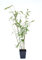 Schwarzer Bambus - Fargesia nitida Black Pearl - keine Wurzelausläufer - schnell wachsend - winterhart (30/40 cm hoch)