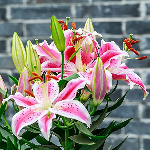 Gigli Bulbi Hardy Perenne Albero Gigli Perenni Ornamentali Bulbi Giglio Africano Fiori Rustici Decorazione Giglio Da Giardino Piante Resistenti Decorazione Fiori Da Balcone 2 Bulbi Di Giglio Gigante