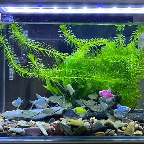 Wasserpflanzen samen, wasserpest aquariumpflanzen mini garten, hydrokultur pflanzen für draußen wohnzimmer zimmerpflanzen exotische pflanzen bodendecker Macrophytes ziergräser 100pcs