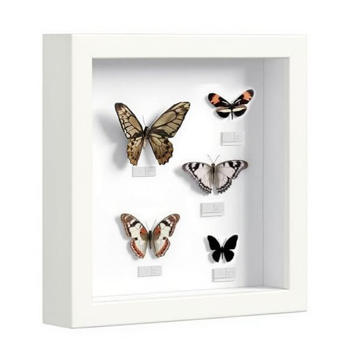 3D Bilderrahmen Zum Befüllen, Bilderrahmen Tief Hölzern Bis 3cm Zum Befüllen für Objekte Blumen Hochzeitsgeschenk oder Erinnerungsstücke (Weiß, 25 x 25 cm)