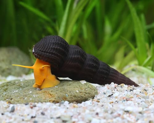 NatureHolic Orange Felsenschnecke Tylomelania sp. 3 Stück - Aquarium Schnecke lebend - auffällig gefärbte Algenfresser Schnecke - geeignet ab 45l Becken - Natürliche Aquarien Reinigung