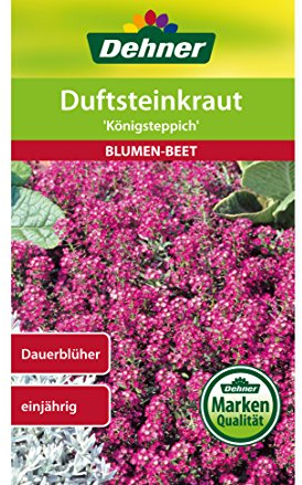 Dehner Blumen-Saatgut, Duftsteinkraut Königsteppich, 5er Pack (5 x 0.7 g)