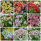 400 pcs Elfenspiegel samen - schmetterlingswiese plants bäume garten winterhart dekopflanzen balkon deko blumendeko deko pflanze deko wohnzimmer modern bienenwiese saatgut bienenfreundliche